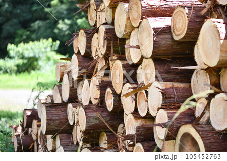 夏の間伐材 夏の間伐材 105452763
