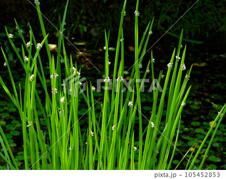水辺の植物カヤツリグサ科カンガレイ 水辺の植物カヤツリグサ科カンガレイ 105452853