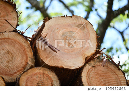 夏の間伐材と年輪 夏の間伐材と年輪 105452868