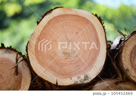 夏の間伐材と年輪 105452869