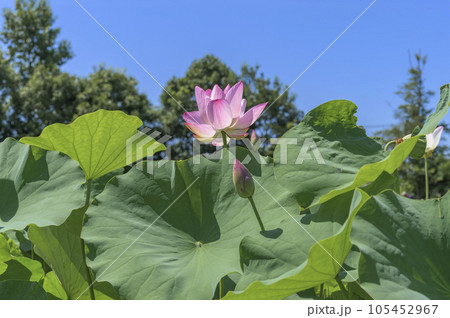 美しいハスの花 105452967