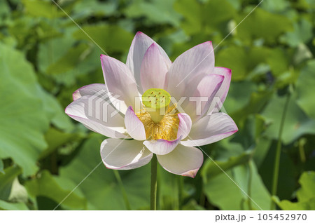 美しいハスの花 105452970