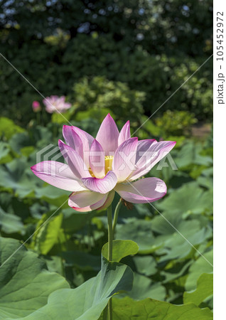 美しいハスの花 105452972