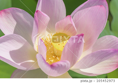 美しいハスの花 105452973