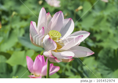 美しいハスの花 105452974