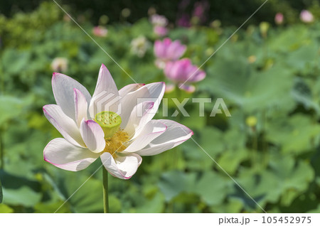 美しいハスの花 105452975