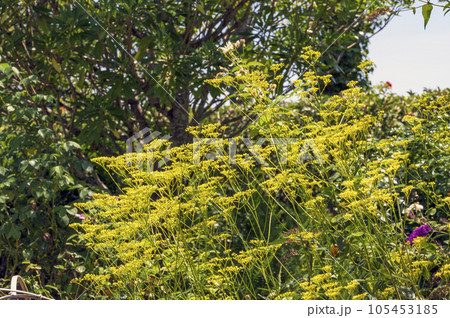 秋の七草のひとつ、オミナエシ（女郎花） 105453185