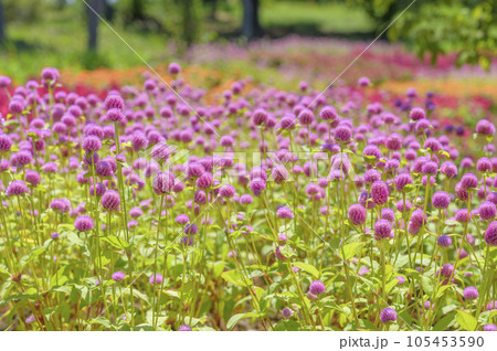 センニチコウ(千日紅)のお花畑 センニチコウ(千日紅)のお花畑 105453590