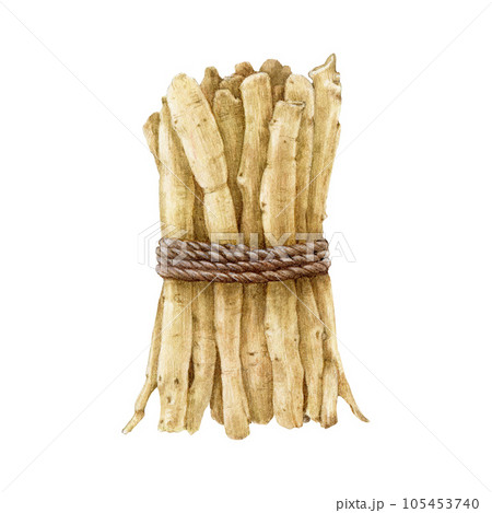 Ashwagandha plant dry root bunch. Watercolor painted illustration. Withania somnifera medicinal plant root heap tied with a rope element. Isolated on white background Ashwagandha plant dry root bunch. Watercolor painted illustration. Withania somnifera medicinal plant root heap tied with a rope element. Isolated on white background 105453740