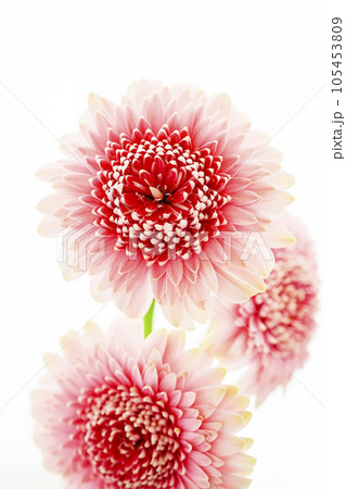 明るいピンクのガーベラ 明るいピンクのガーベラ 105453809