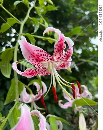 ピンク色の百合の花、香り高い鹿の子百合の花、初めてヨーロッパで知られるようになった日本のユリ 105453894