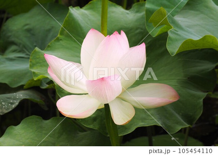 福岡城址のお堀の蓮の花と葉 105454110