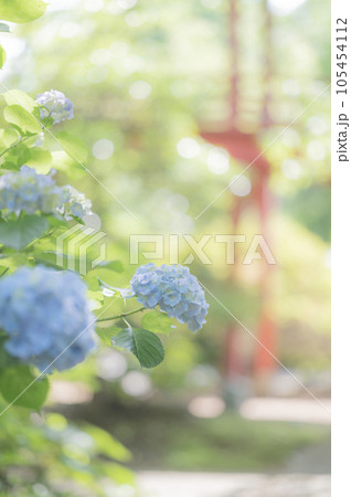 寺院に咲く紫陽花 105454112