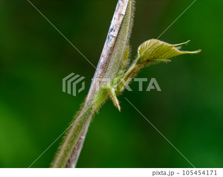 つる性植物 マメ科クズの新芽 つる性植物 マメ科クズの新芽 105454171