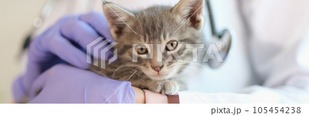 Vet doctor holding small kitten in gloved hands close up. Vet doctor holding small kitten in gloved hands close up. 105454238