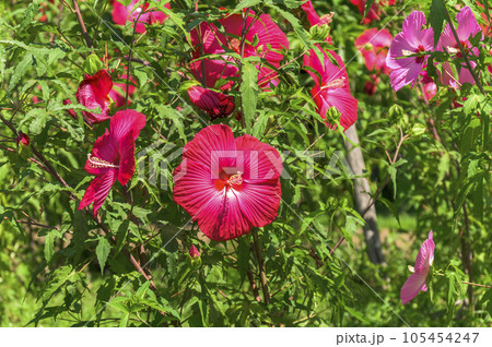 ハイビスカスによく似た大輪の花を咲かせるタイタンビカス ハイビスカスによく似た大輪の花を咲かせるタイタンビカス 105454247