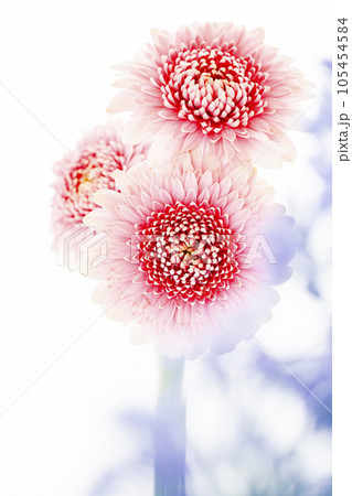 明るくかわいいピンクのガーベラ 明るくかわいいピンクのガーベラ 105454584
