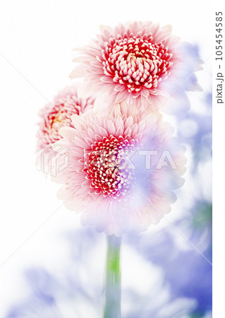 明るくかわいいピンクのガーベラ 105454585