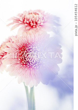 明るくかわいいピンクのガーベラ 105454612