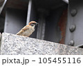 塀の上にとまっているスズメ 105455116