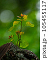 新芽 105455117