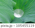 雨上がりの蓮の葉 105455119