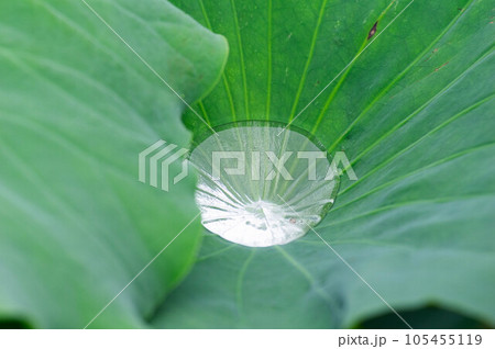雨上がりの蓮の葉 雨上がりの蓮の葉 105455119
