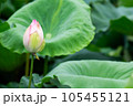 咲き始めた蓮の花 105455121