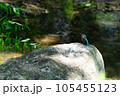 岩の上で休むカワセミ 105455123