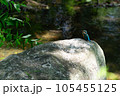 岩の上にいるカワセミ 105455125