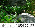 岩の上にとまるカワセミ 105455127