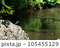 岩の上にとまるカワセミ 105455129