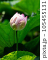 蓮の花の蕾と蕾のある風景 105455131