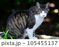 見つめる猫 105455137