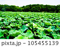 夏の花が咲いたハス 105455139