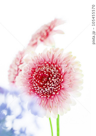 明るくかわいいピンクのガーベラときれいな青い花 明るくかわいいピンクのガーベラときれいな青い花 105455570