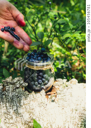 Close-up of male hands picking Blueberries in the forest with green leaves. Man Harvested berries, process of collecting, harvesting berries into glass jar in the forest. Bush of ripe wild blackberry 105456781