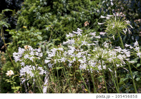 薄紫色の花を咲かせるアガパンサス 105456858