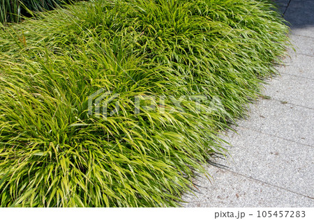 Hakone grass or japanese forest grass or hakonechloa macra plants 105457283