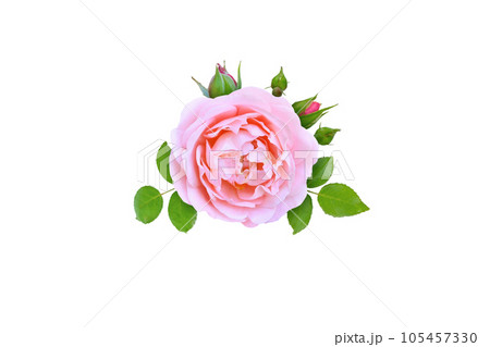 Pink rose flower, buds and leaves Pink rose flower, buds and leaves 105457330