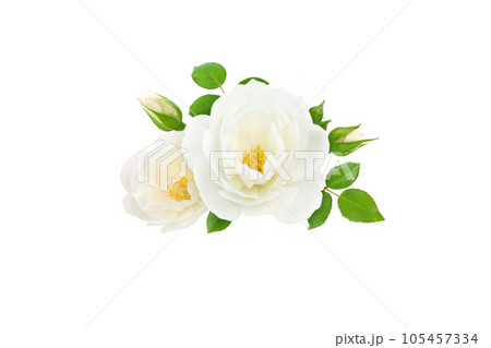 White rose flowers, buds and leaves bunch White rose flowers, buds and leaves bunch 105457334