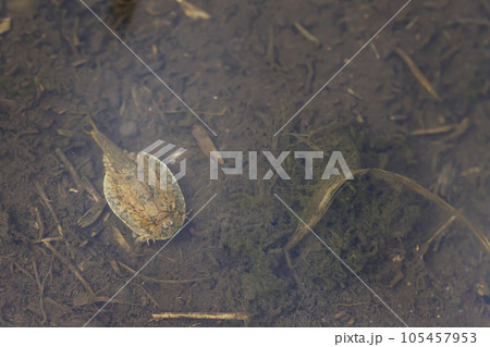 田んぼの中を泳ぐカブトエビ 105457953