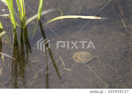 田んぼの中を泳ぐカブトエビ 105458137