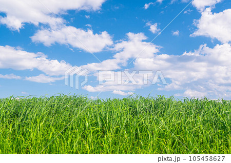 夏の爽やかな青空と牧草 夏の爽やかな青空と牧草 105458627