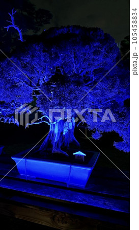ライトアップされた夜桜 105458834
