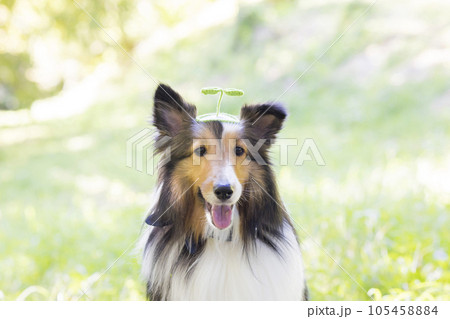 双葉のヘアピンをつけた犬 シェルティー 芽生えイメージ 双葉のヘアピンをつけた犬 シェルティー 芽生えイメージ 105458884