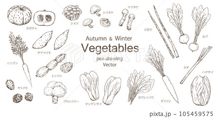 秋と冬の野菜セット　手描きペン画　ベクター 105459575