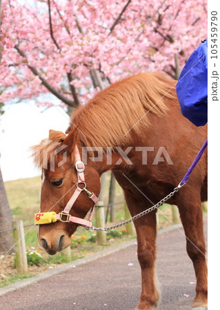 なぎさポニーランド　満開の河津桜とポニー 105459790