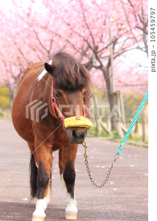 なぎさポニーランド　満開の河津桜とポニー 105459797