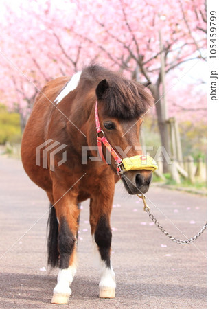 なぎさポニーランド　満開の河津桜とポニー 105459799